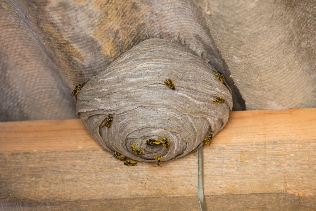 Wasp Extermination in Vacaville